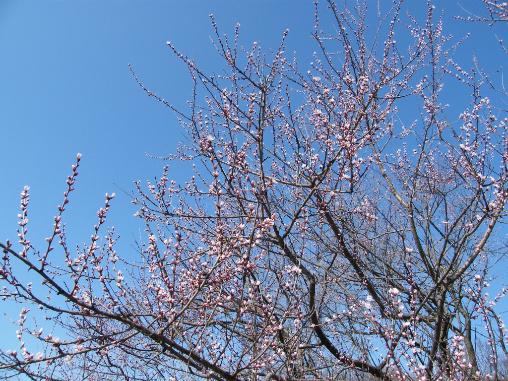 3月23日魯桃桜